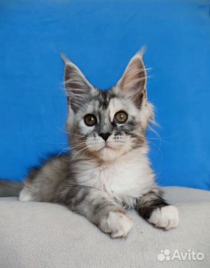 Мейн-кун черепаха-девочка