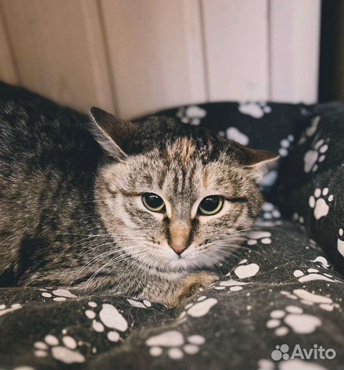 Кошка