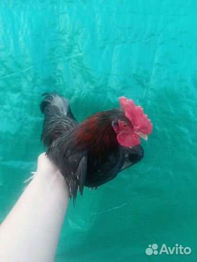 Курицы молодки бентамки