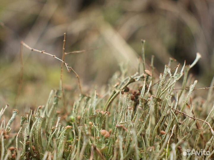 Экскурсия — Калининград — Куршская коса, Зеленогра