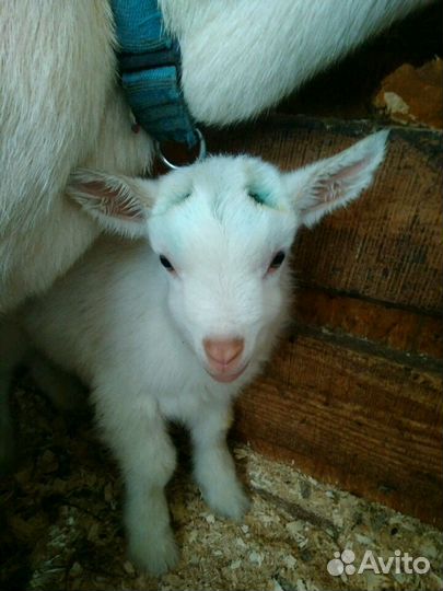 Обезроживание