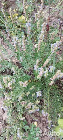 Иссоп садовый