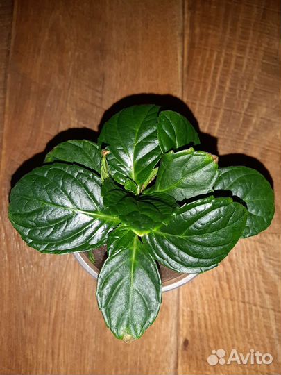 Гортензия крупнолистная