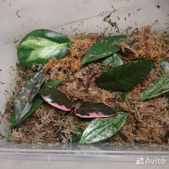 Хойи на срез и укорененные