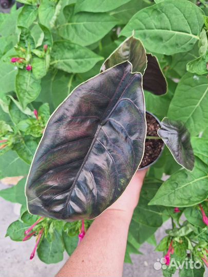 Алоказия Азлани