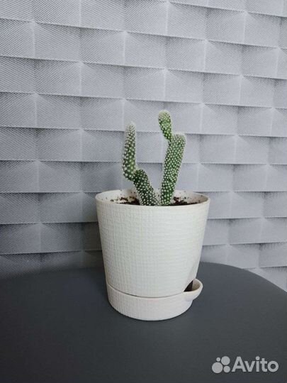 Кактус - Опунция