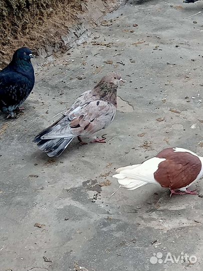 Продажа голубей