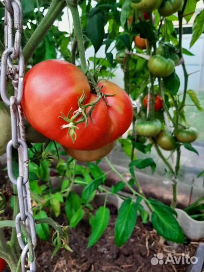 Томаты с куста