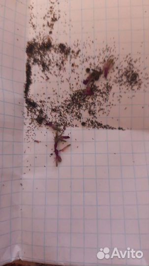 Семена росянки. Плотоядные растения