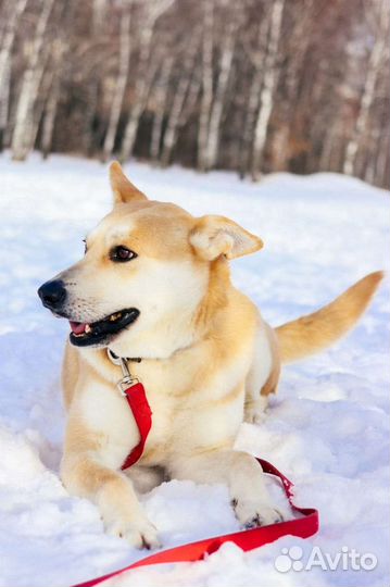 Собаки бесплатно в добрые руки