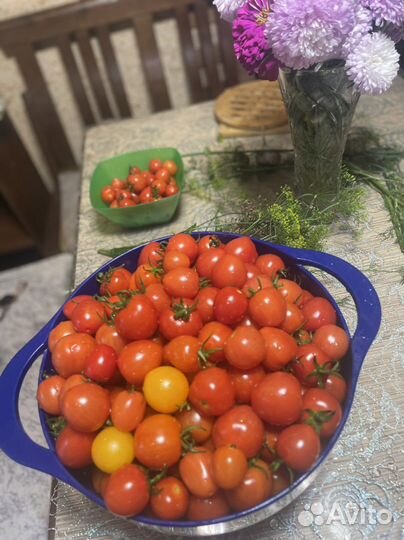 Помидоры домашние черри