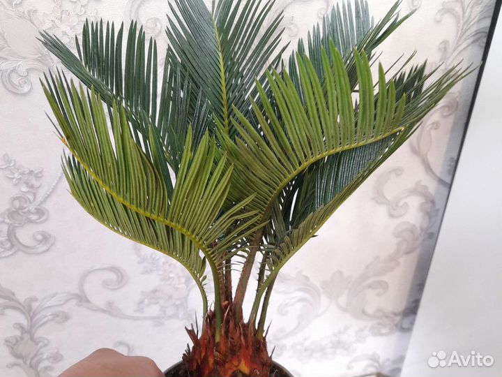 Цикас революта