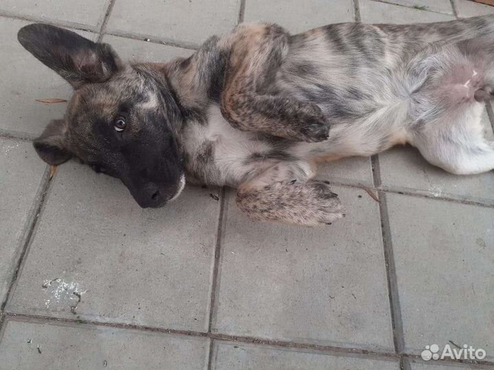 Щенки бесплатно