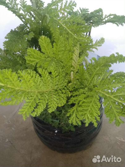 Растения для сада