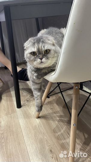 Шотландская кошка