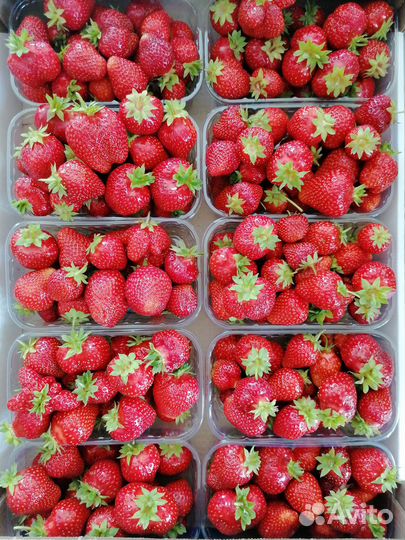Рассада клубники Альба