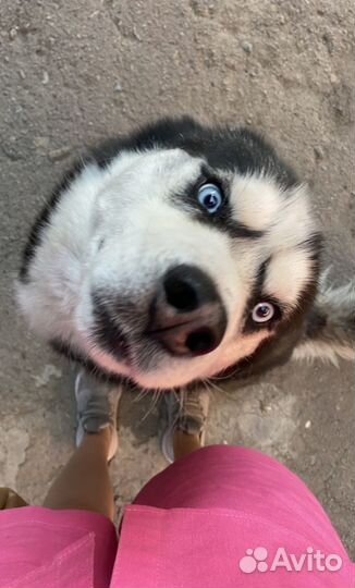 Сибирский хаски