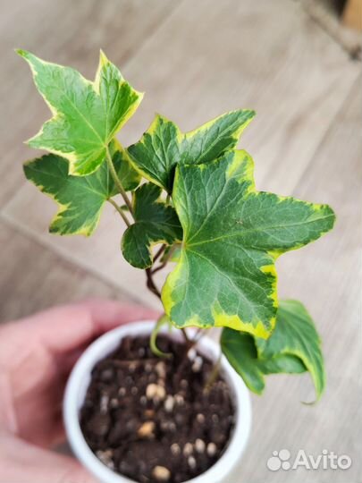 Хедера хеликс плющ