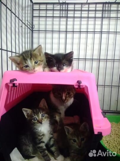 Котята в добрые руки