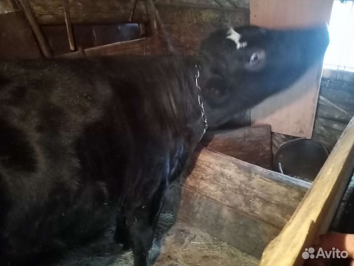 Тёлка стельная