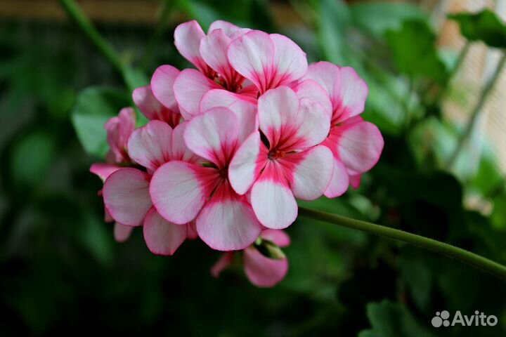 Герани, пеларгонии / комнатные цветы