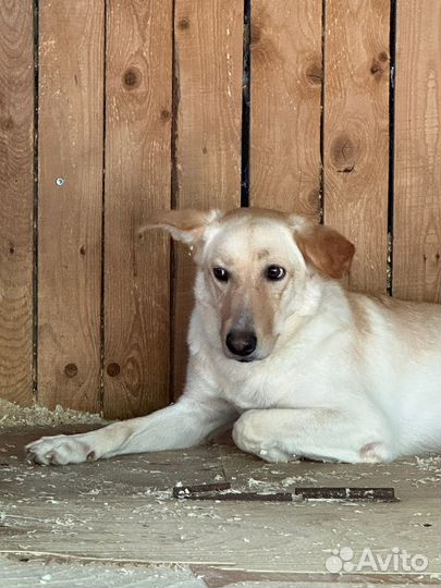 Собака из приюта
