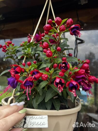 Фуксии, черенки и вполне зрелые кусты