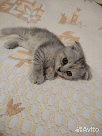 Шотландская вислоухая
