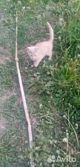 Рыжие котята