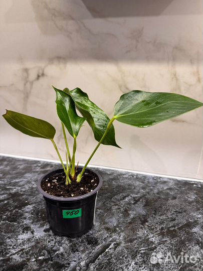 Антуриум белый