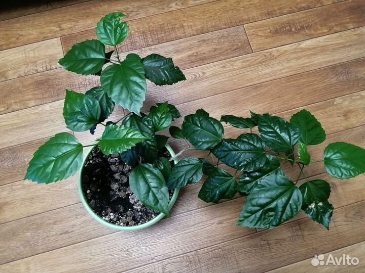 Гибискус (китайская роза)