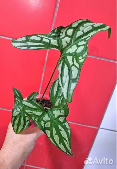 Cercestis Mirabilis (Ректофилум)