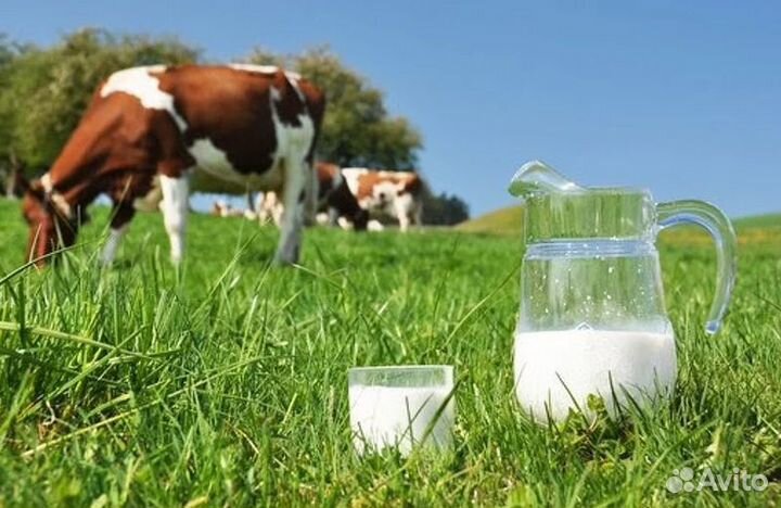 Молоко коровье домашнее