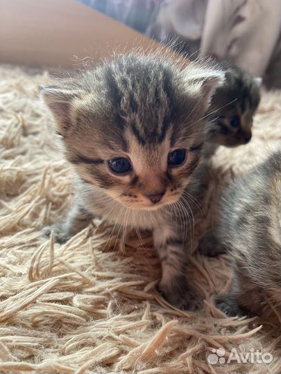 Кошечки ищут дом