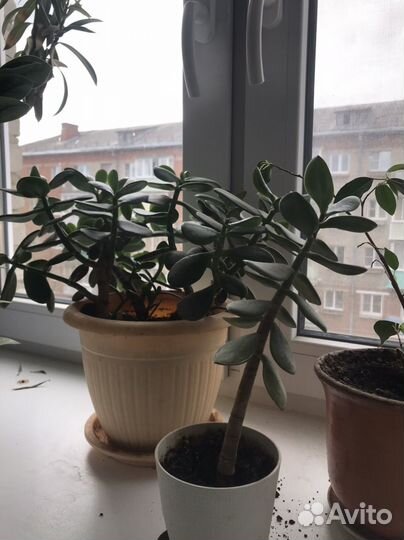 Цветы в горшках