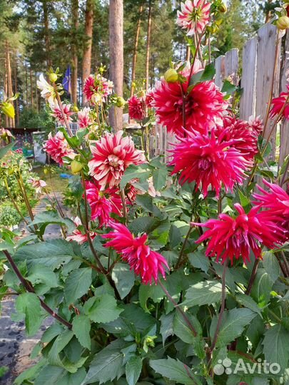 Садовые цветы