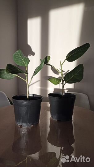 Фикус Бенгальский