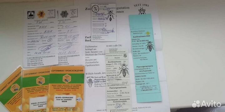 Пчеломатки