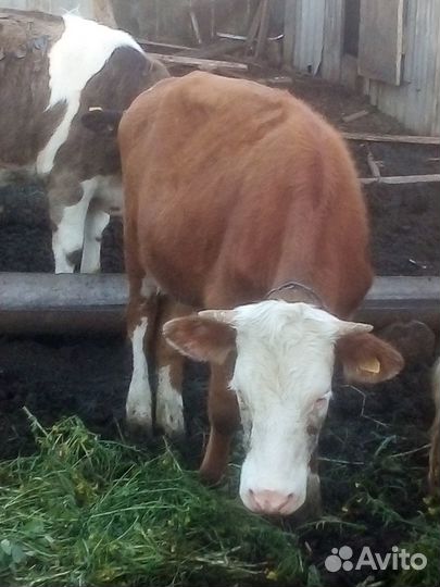 Нетель герефорд