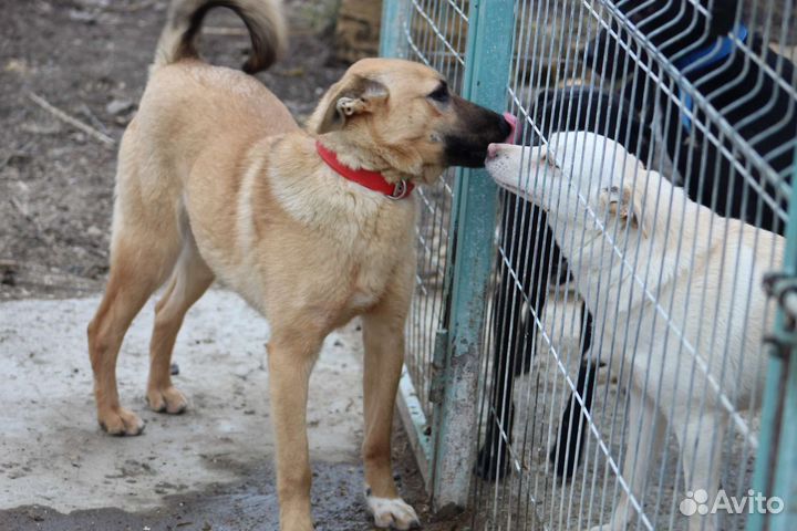 Собака в добрые руки