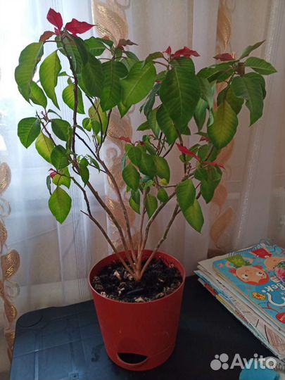 Пуансеттия