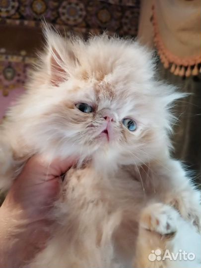 Персидские котята