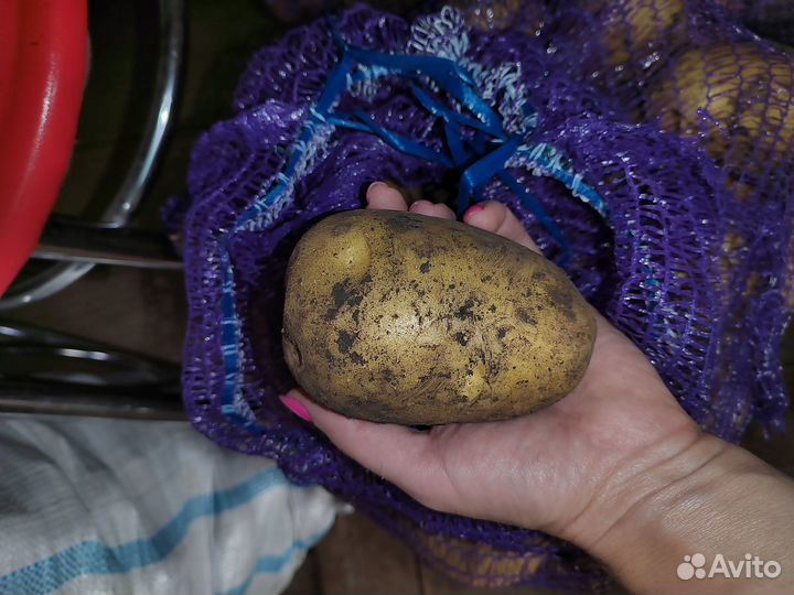Продаю картофель