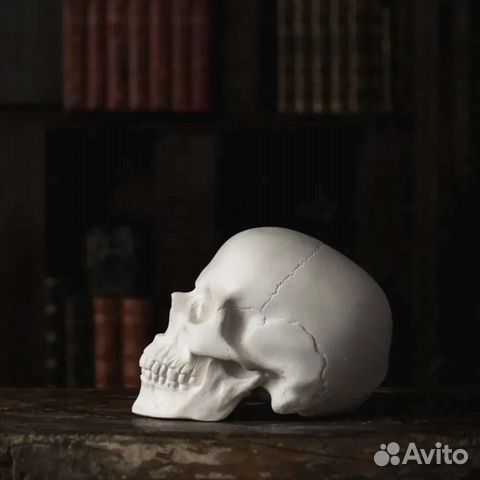 Череп гипс