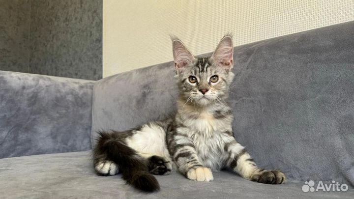 Котята мейн-кун в добрые руки