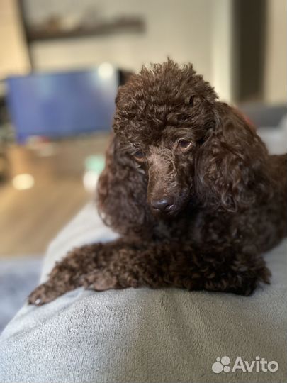 Той-пудель вязка