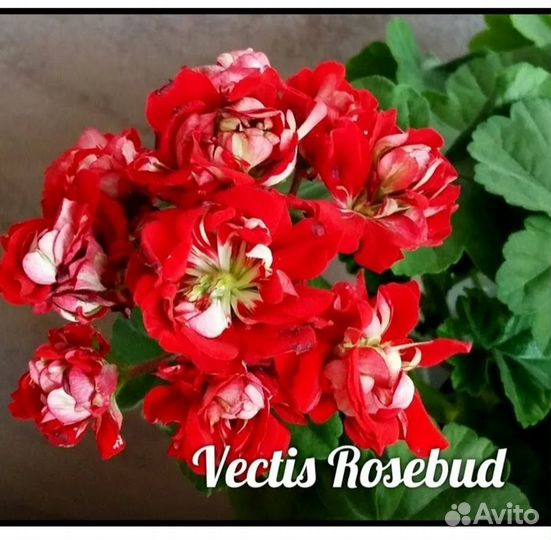 Пеларгонии розебудные королевские тюлпановидные