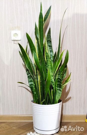 Сансевиерия (отростки)