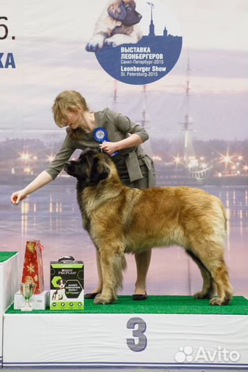 Подготовка и показ собак на выставках