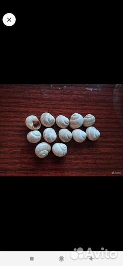 Ракушки, большая, размер 28/21